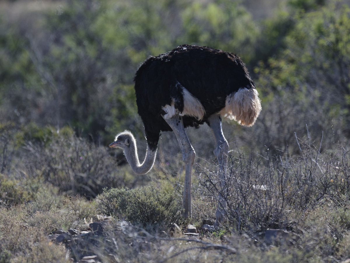 Common Ostrich - ML624217820