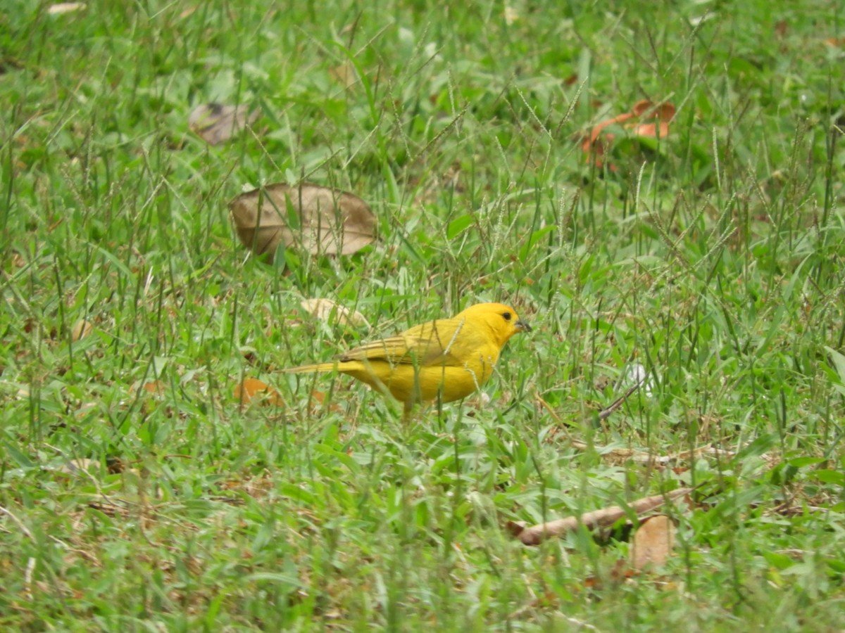 Saffron Finch - ML624217821