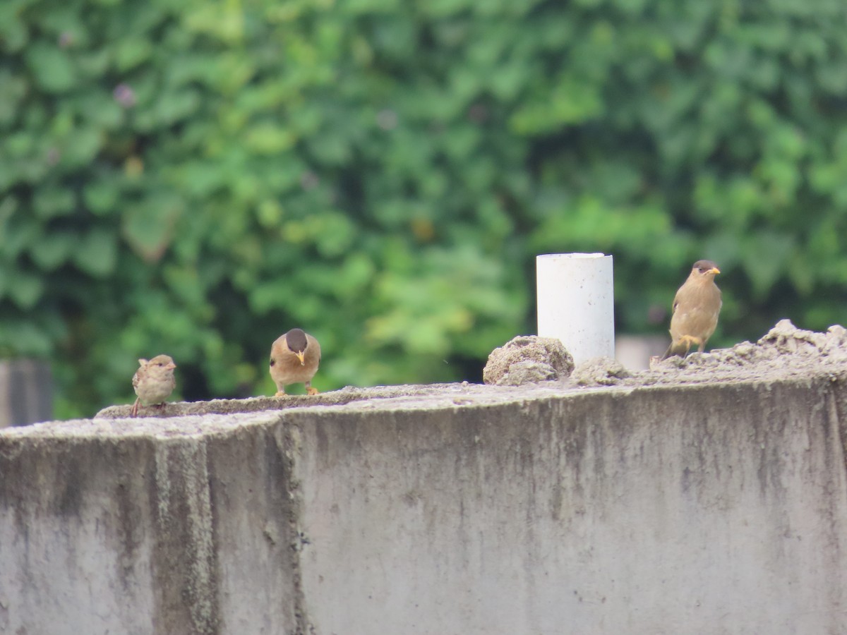 Brahminy Starling - ML624217822