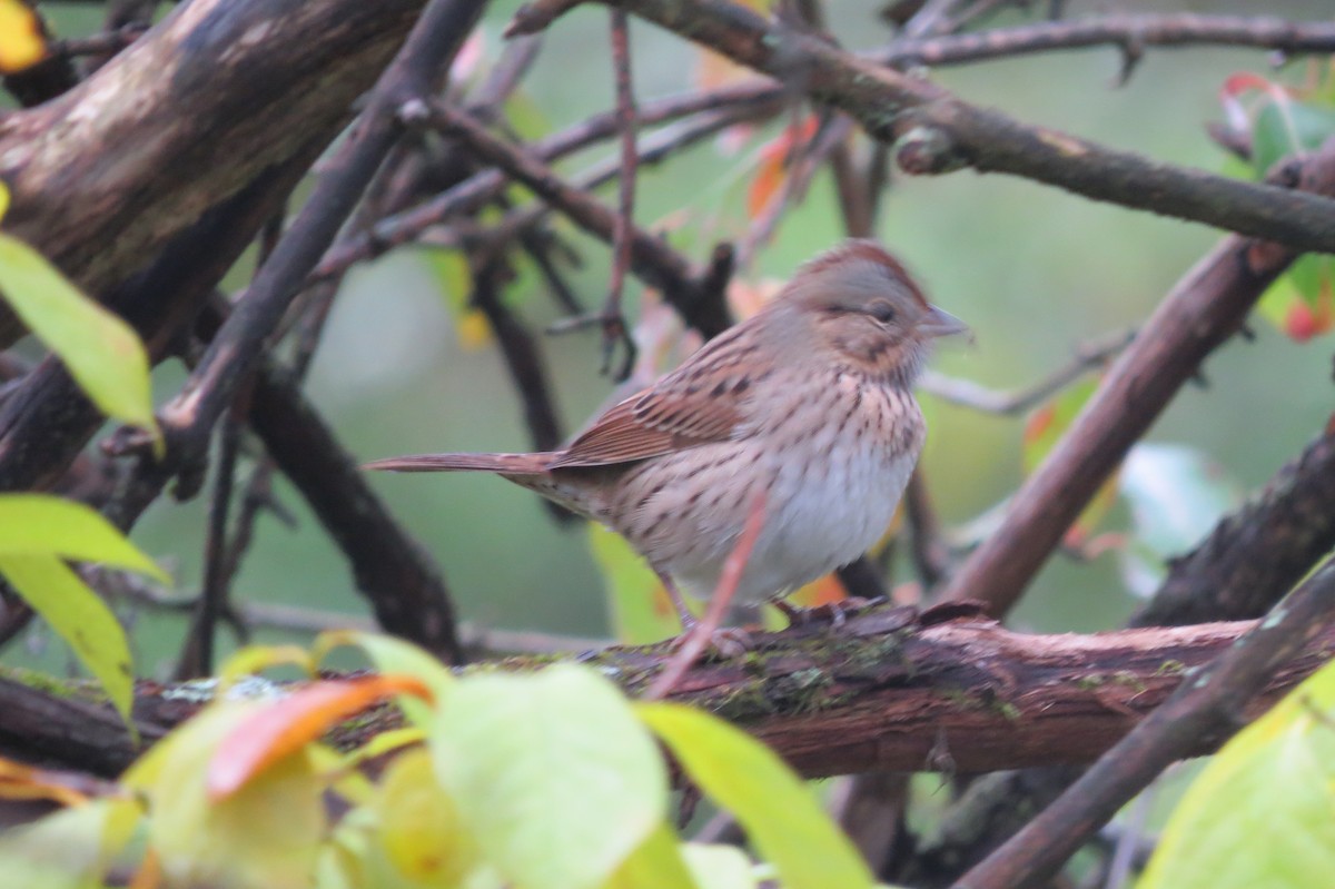 Lincoln's Sparrow - ML624217839