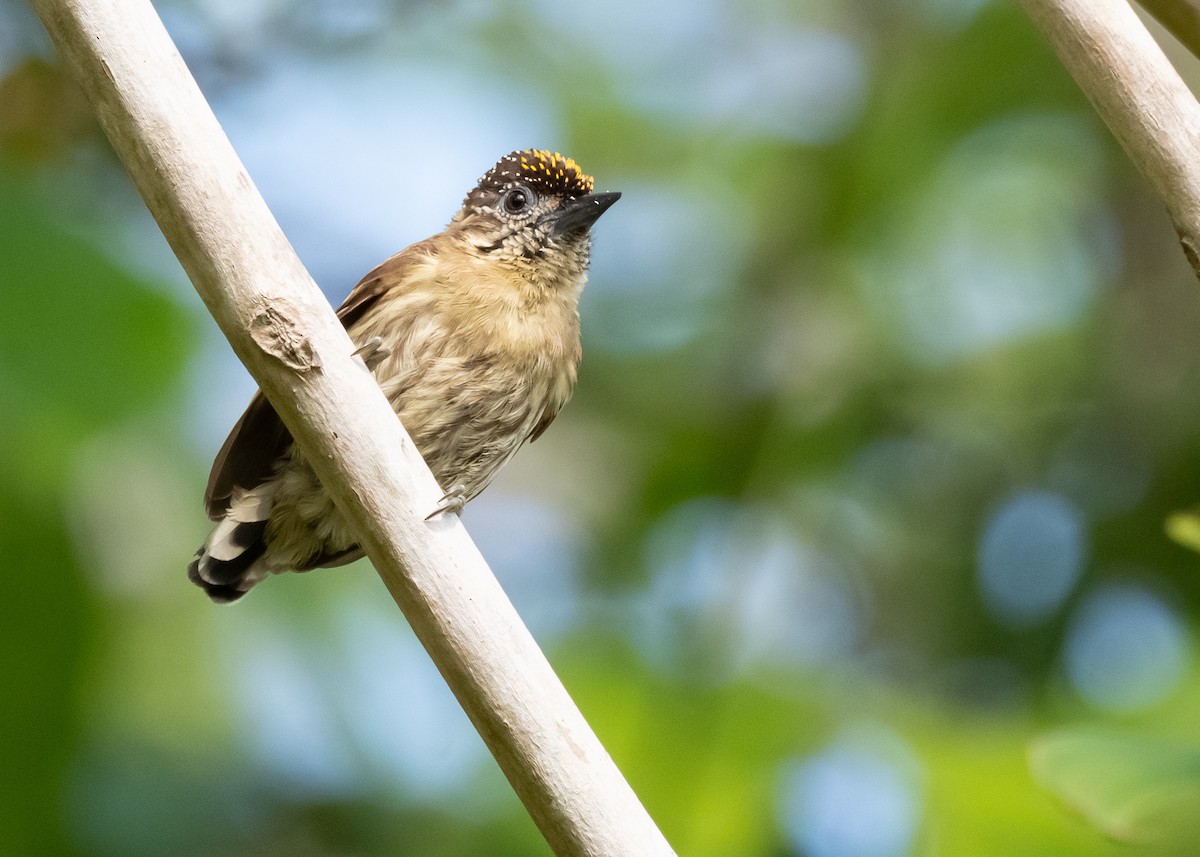 Olivaceous Piculet - ML624217843