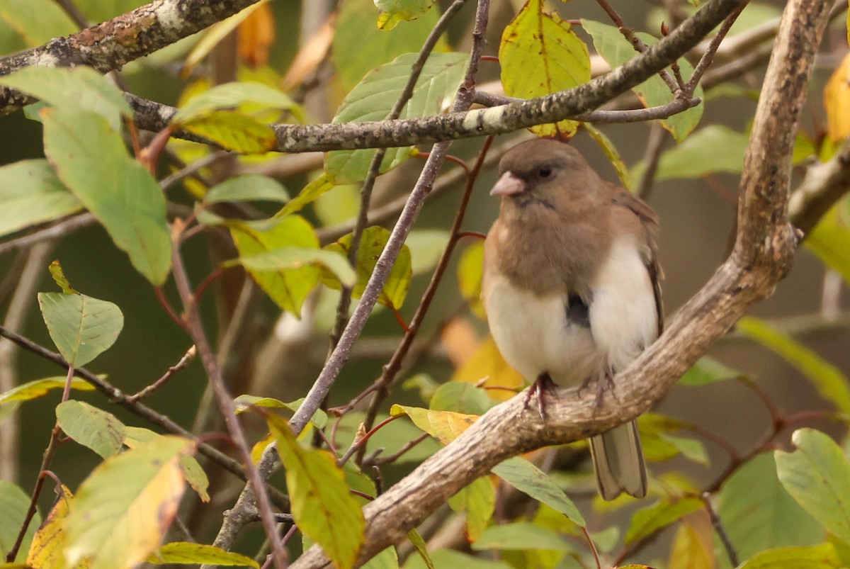 Dark-eyed Junco - ML624217844