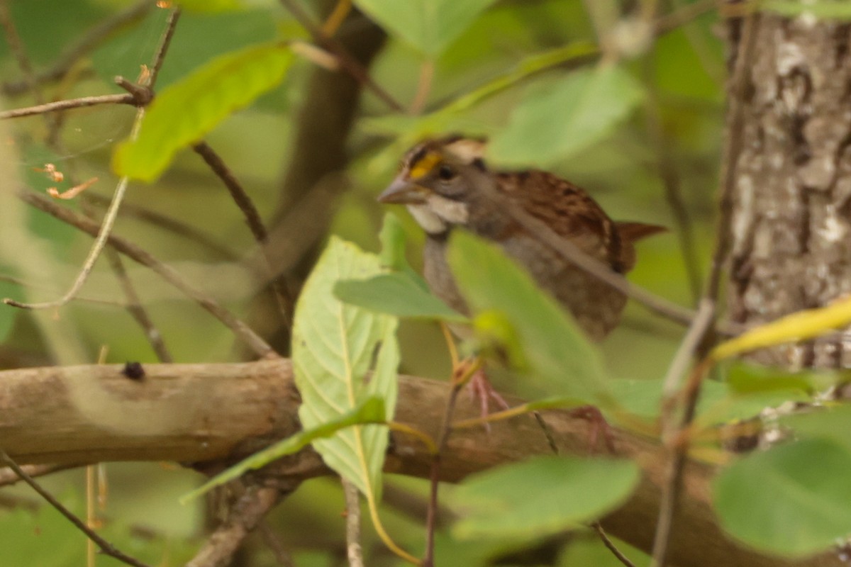 White-throated Sparrow - ML624217846