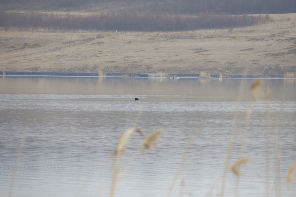 Common Scoter - ML624217847