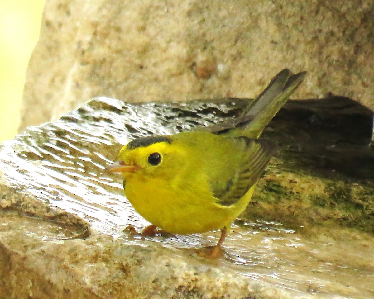 Wilson's Warbler - ML624217848