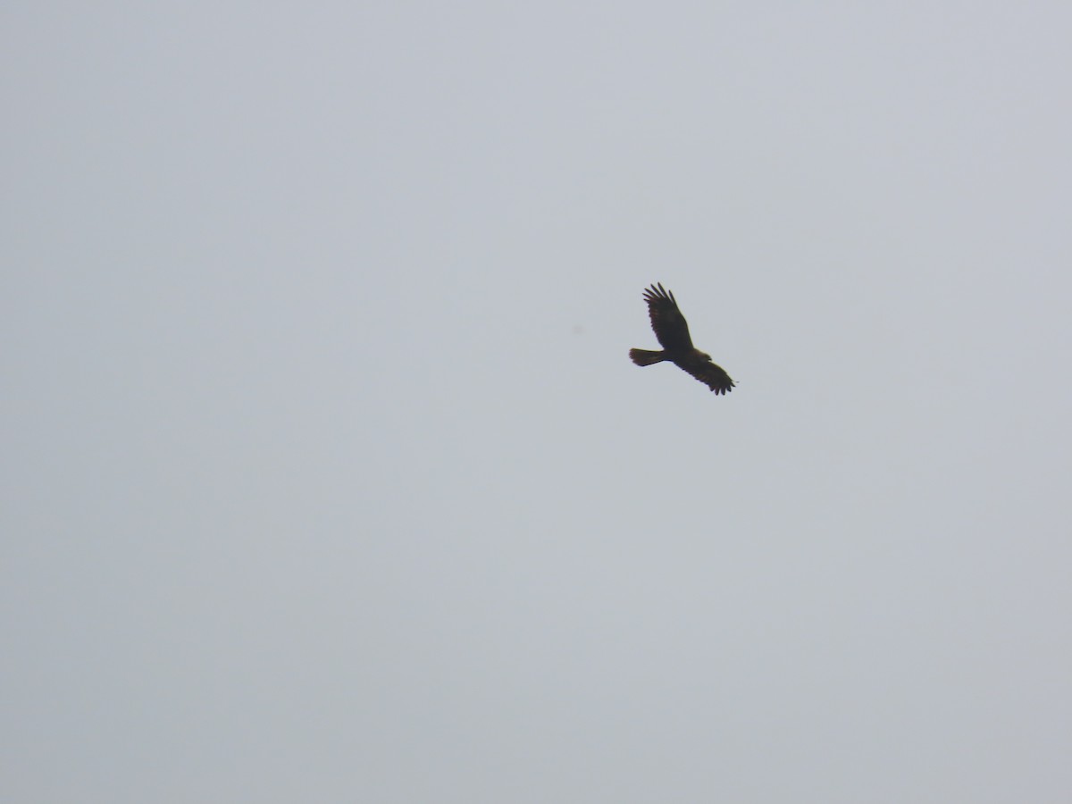 Western Marsh Harrier - ML624217850