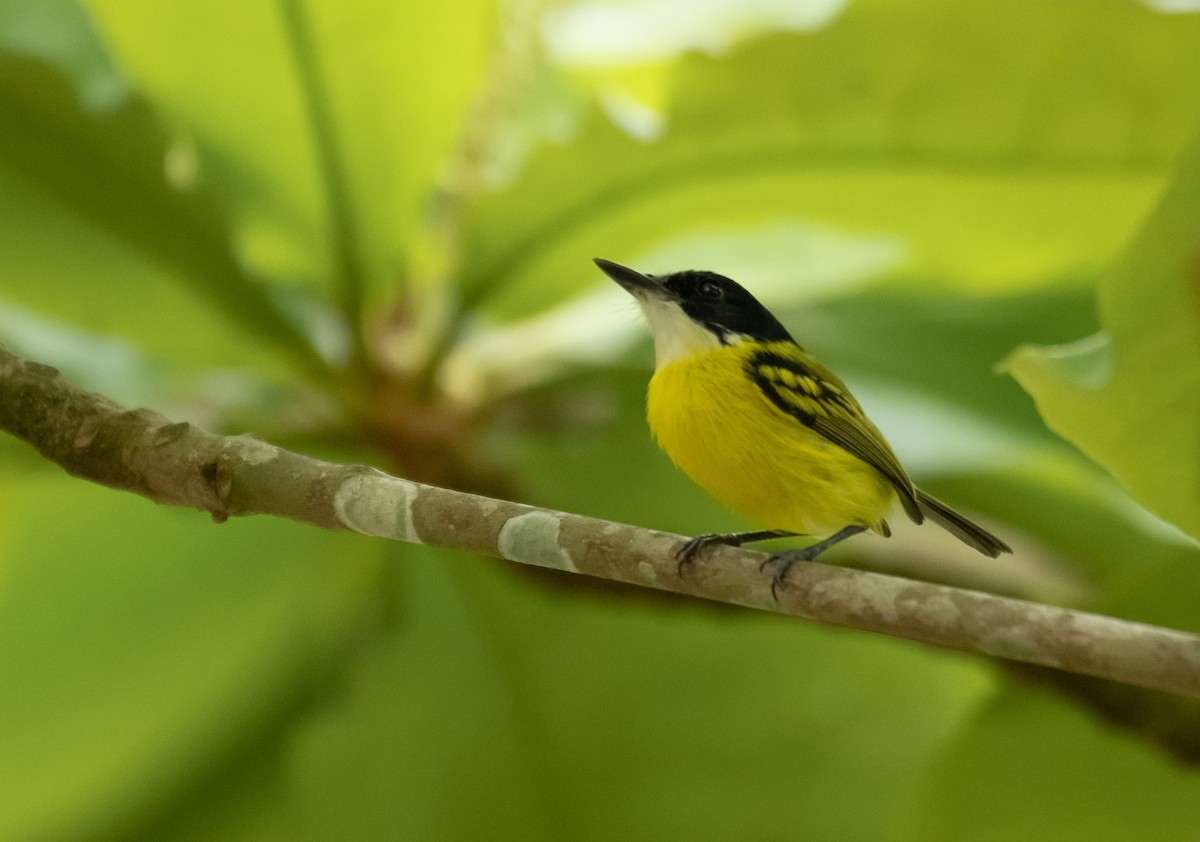 Black-headed Tody-Flycatcher - Gustavo Rojas