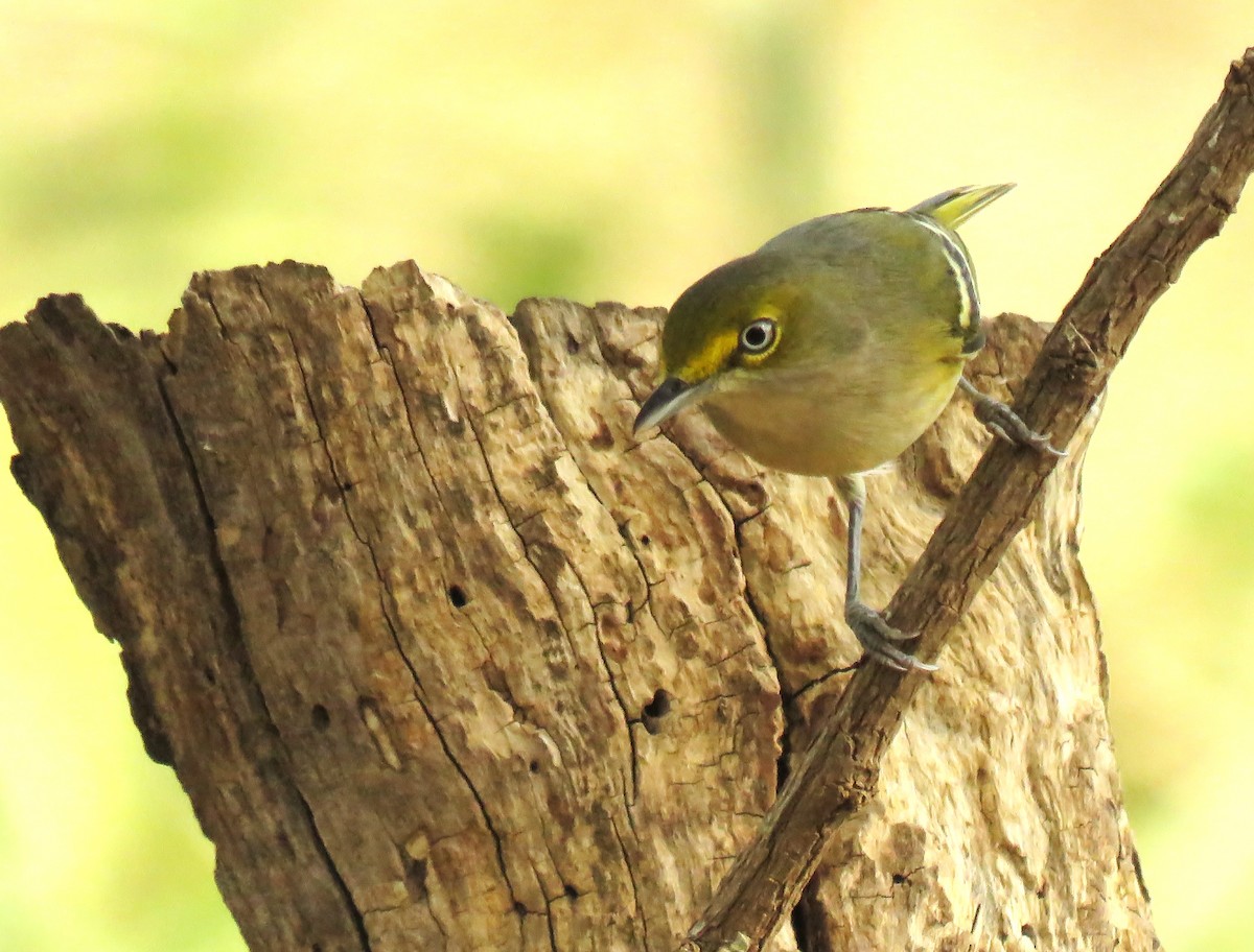 Vireo Ojiblanco - ML624217857