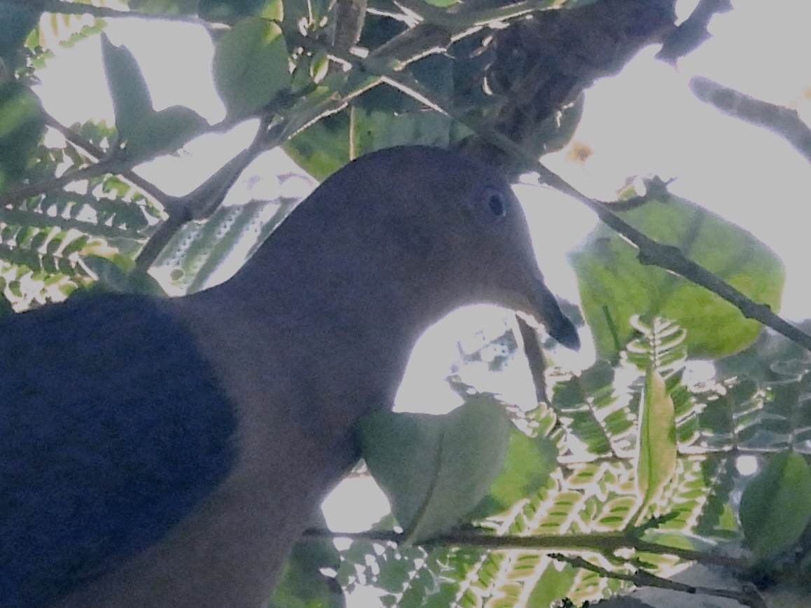 Plumbeous Pigeon - ML624217859