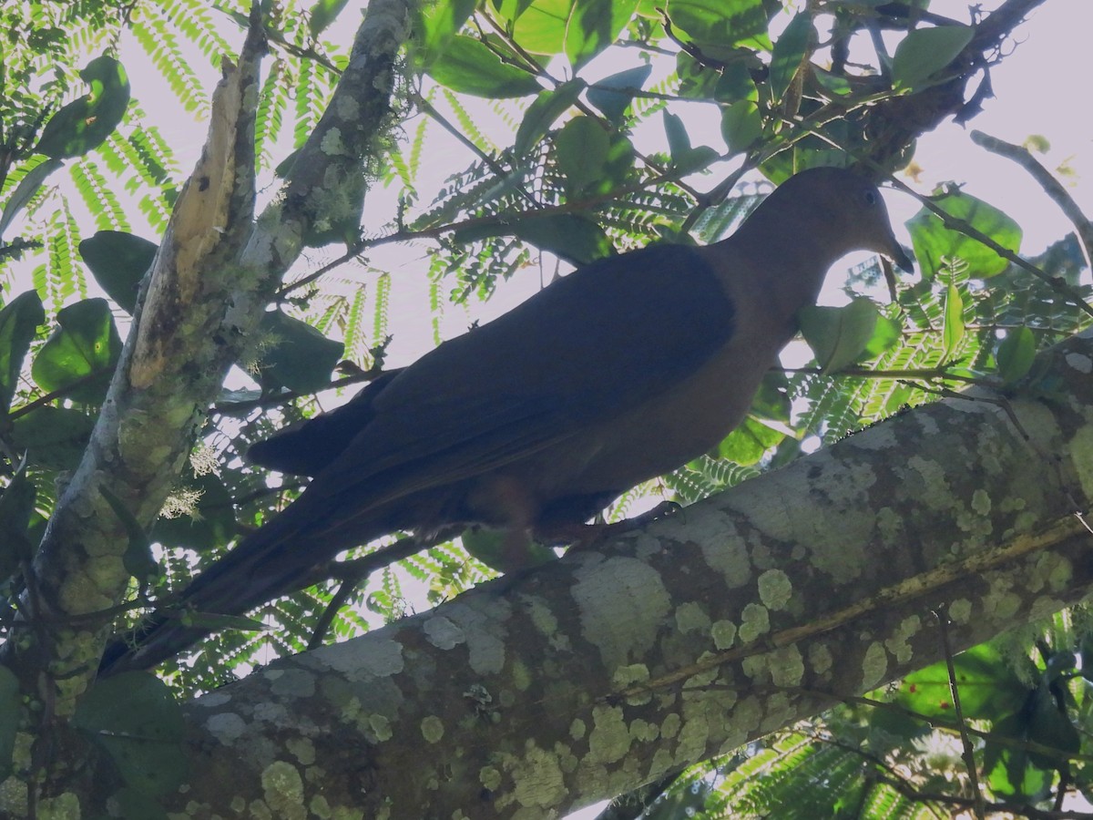 Pigeon plombé - ML624217860