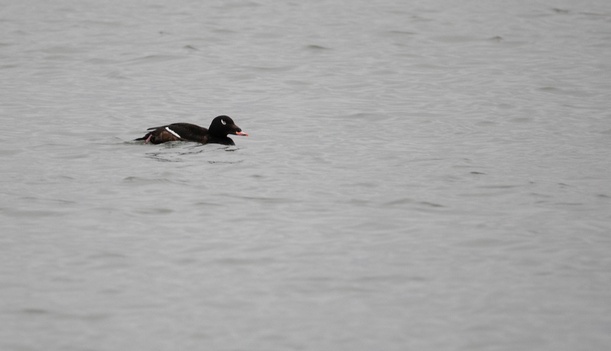 White-winged Scoter - ML624217861