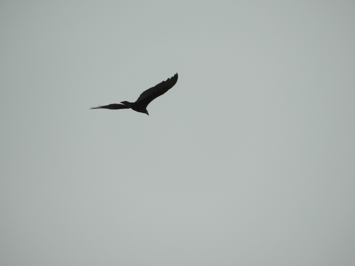 Lesser Yellow-headed Vulture - ML624217862