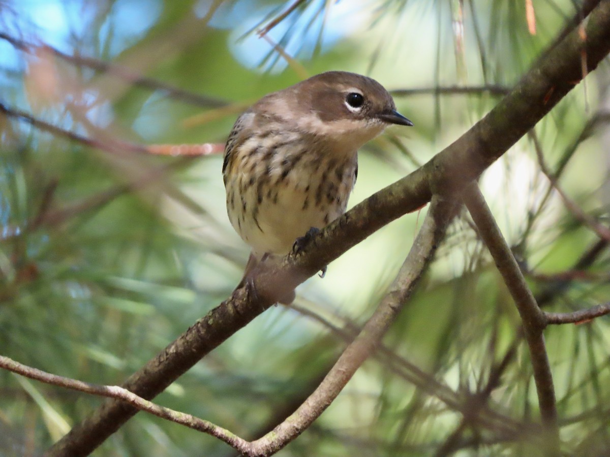 Yellow-rumped Warbler - ML624217864