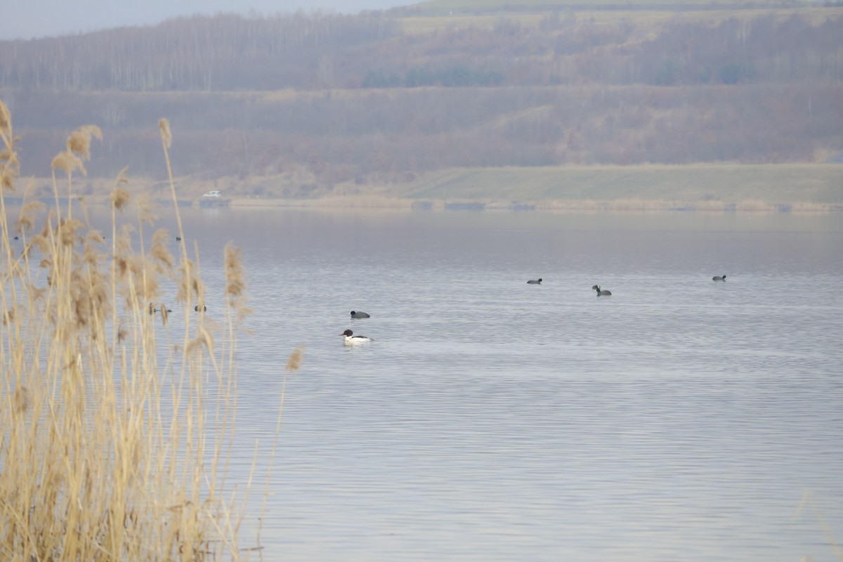 Common Merganser - ML624217868