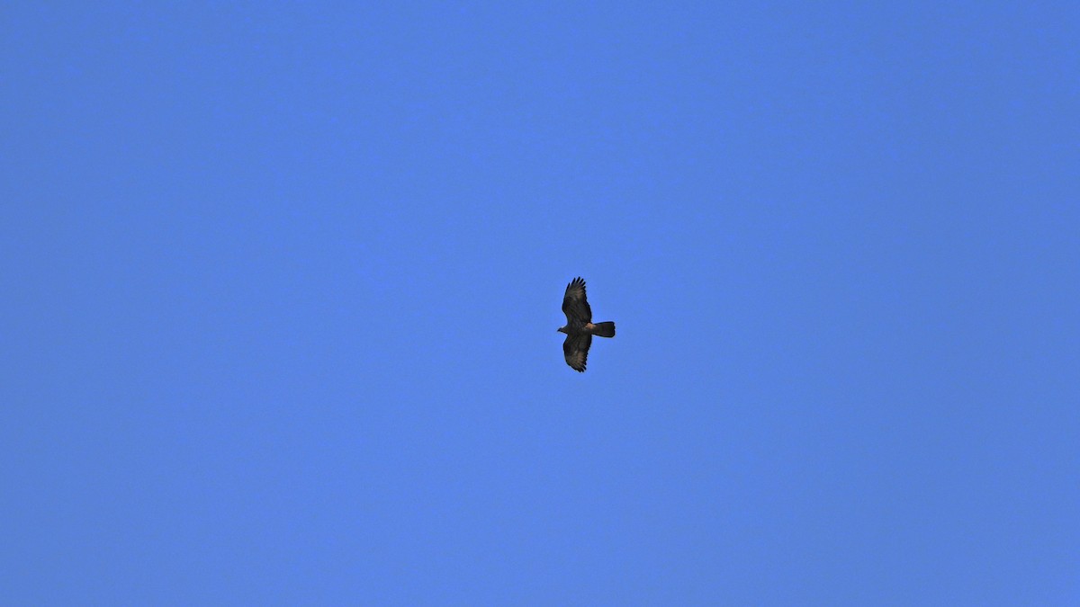 European Honey-buzzard - ML624217870