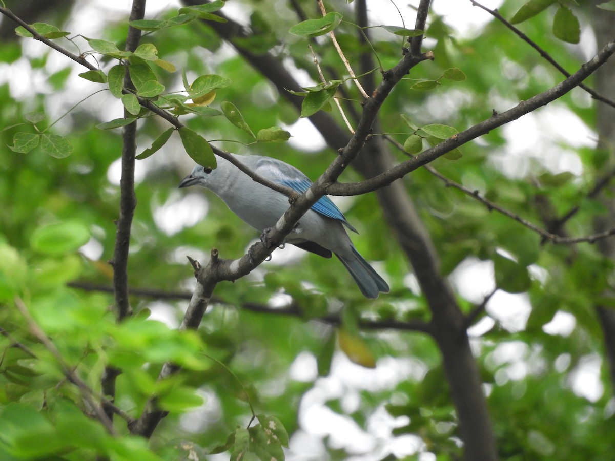 Blue-gray Tanager - ML624217871