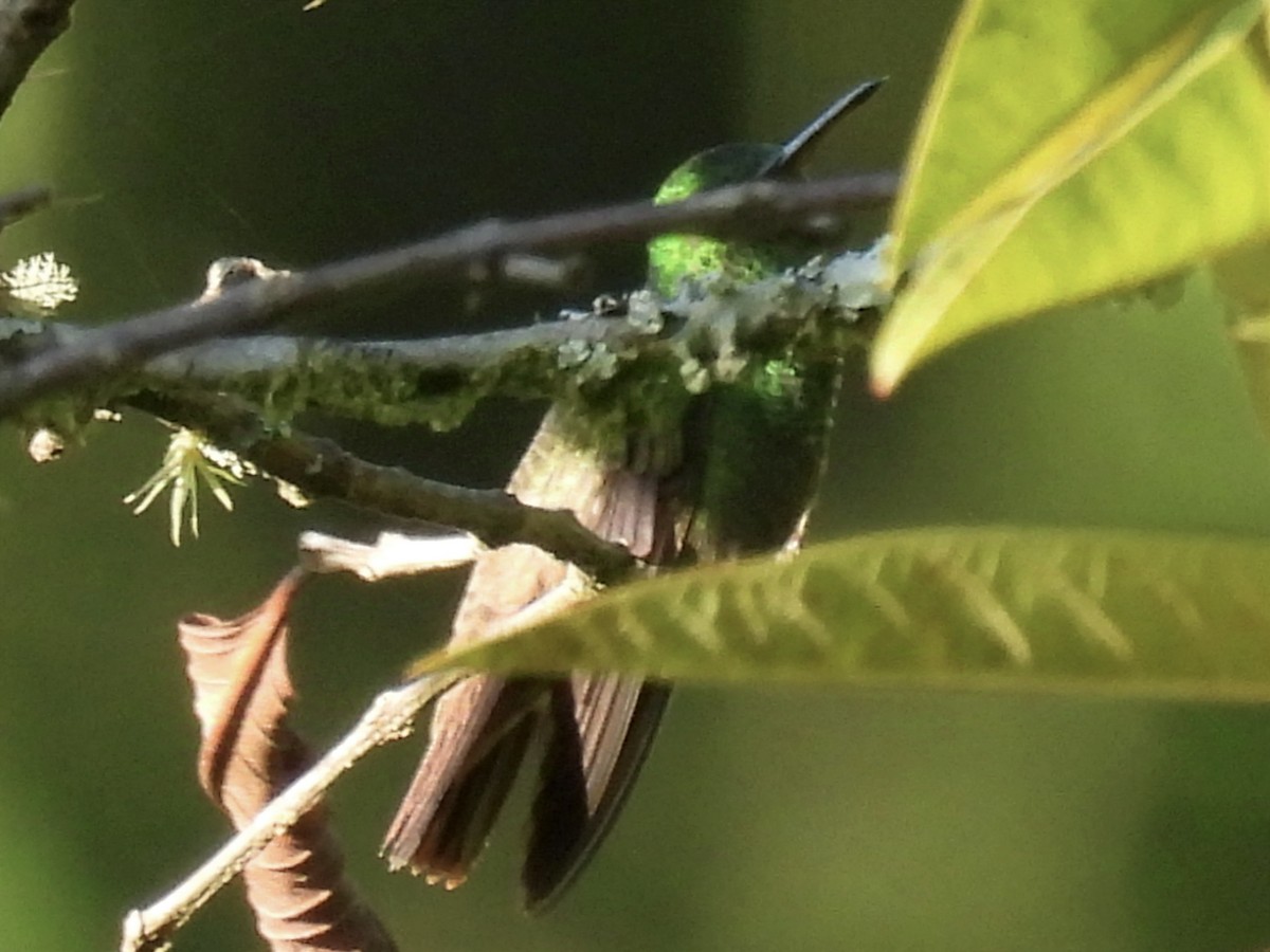 Green-bellied Hummingbird - ML624217872