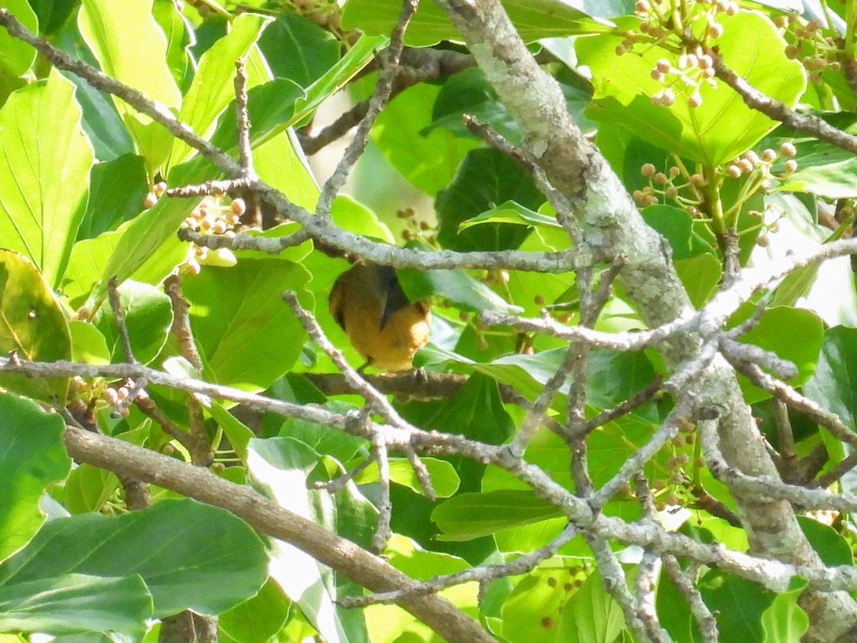 Ochre-bellied Flycatcher - ML624217918