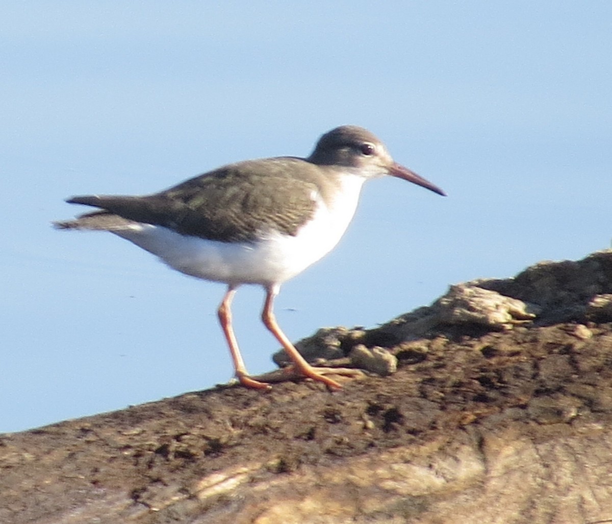 Spotted Sandpiper - ML624217929