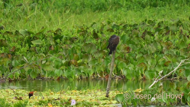 Wattled Jacana - ML624217930