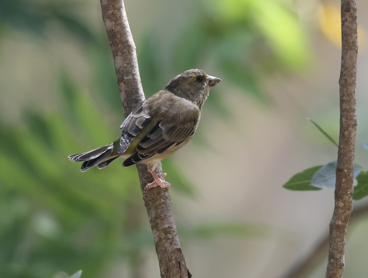 European Greenfinch - J. Fields Falcone