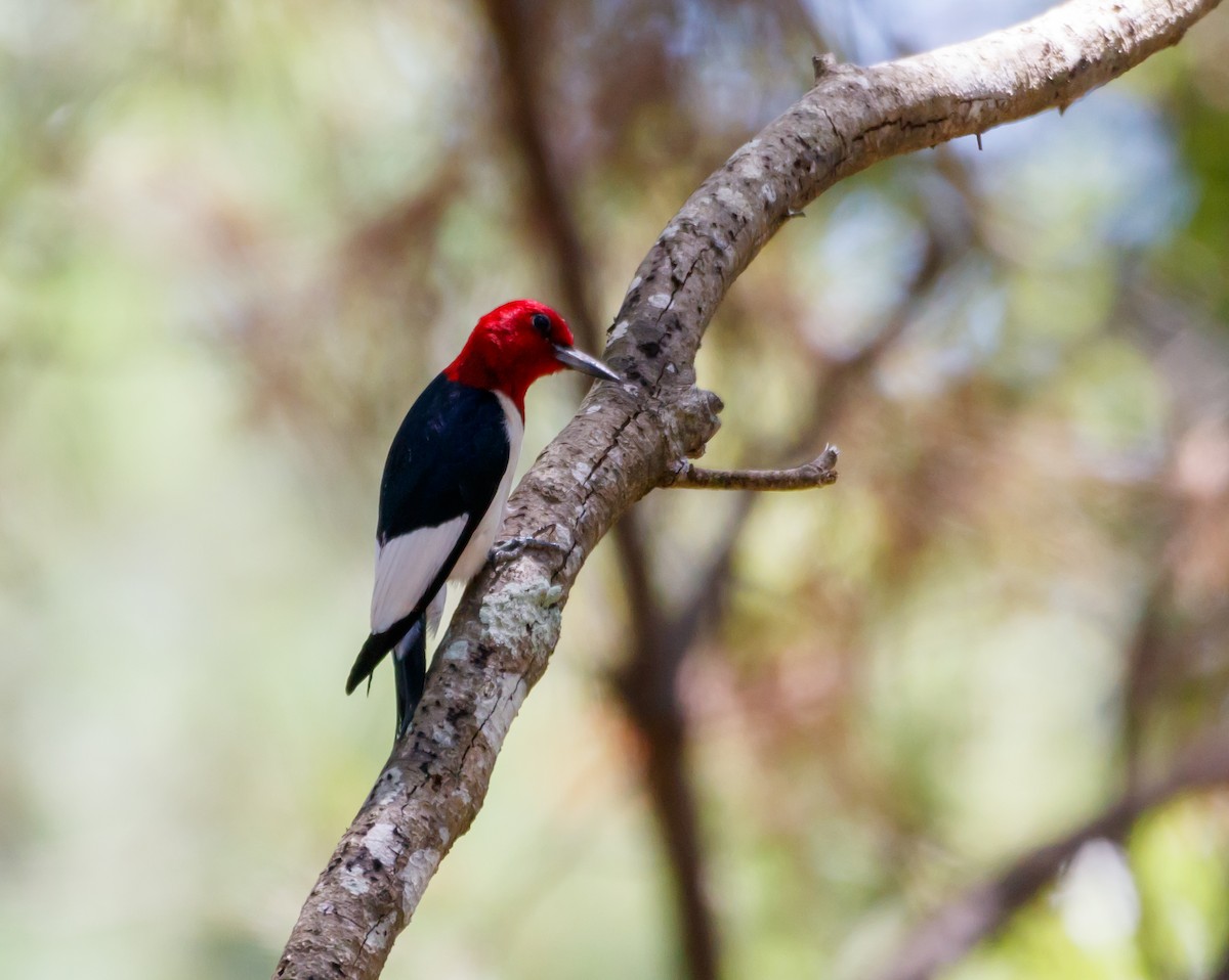 Red-headed Woodpecker - Dan Hannon