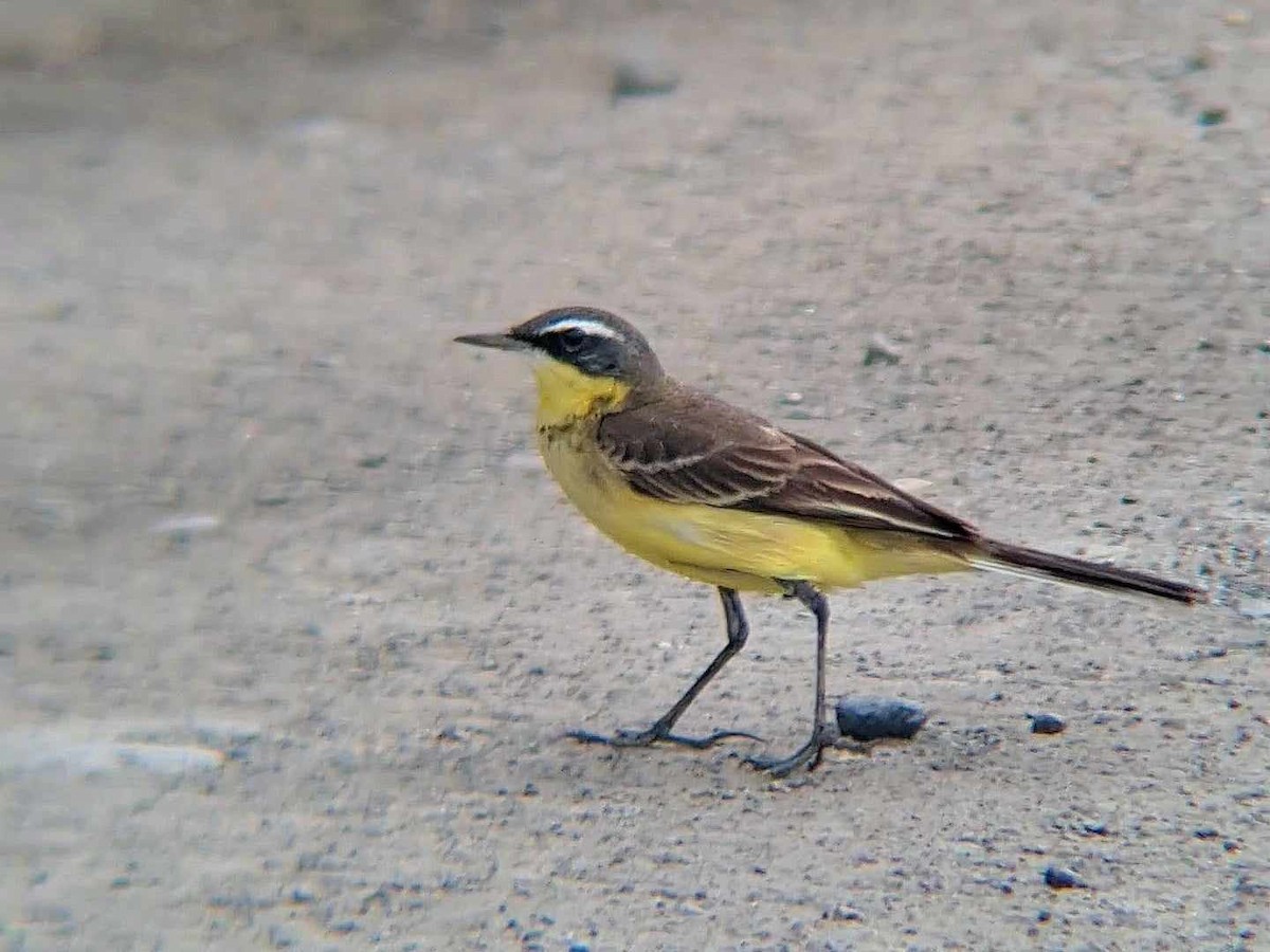 Eastern Yellow Wagtail - ML624217976