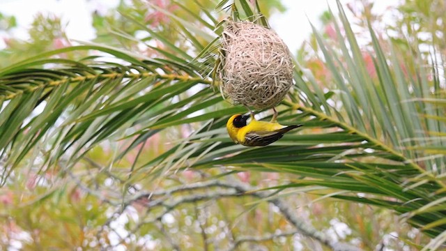 Southern Masked-Weaver - ML624218006