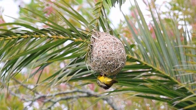 Southern Masked-Weaver - ML624218011