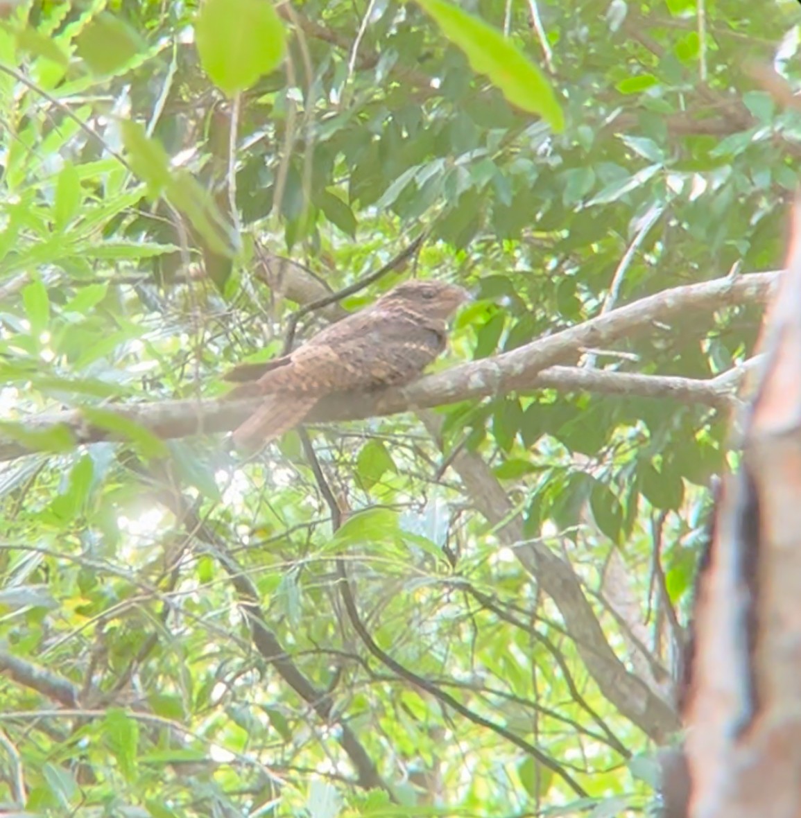 チャックウィルヨタカ - ML624218041