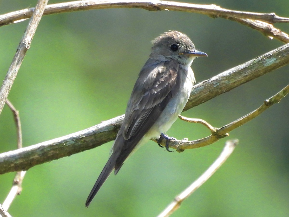 Western Wood-Pewee - Jhon Carlos Andres Rivera Higuera