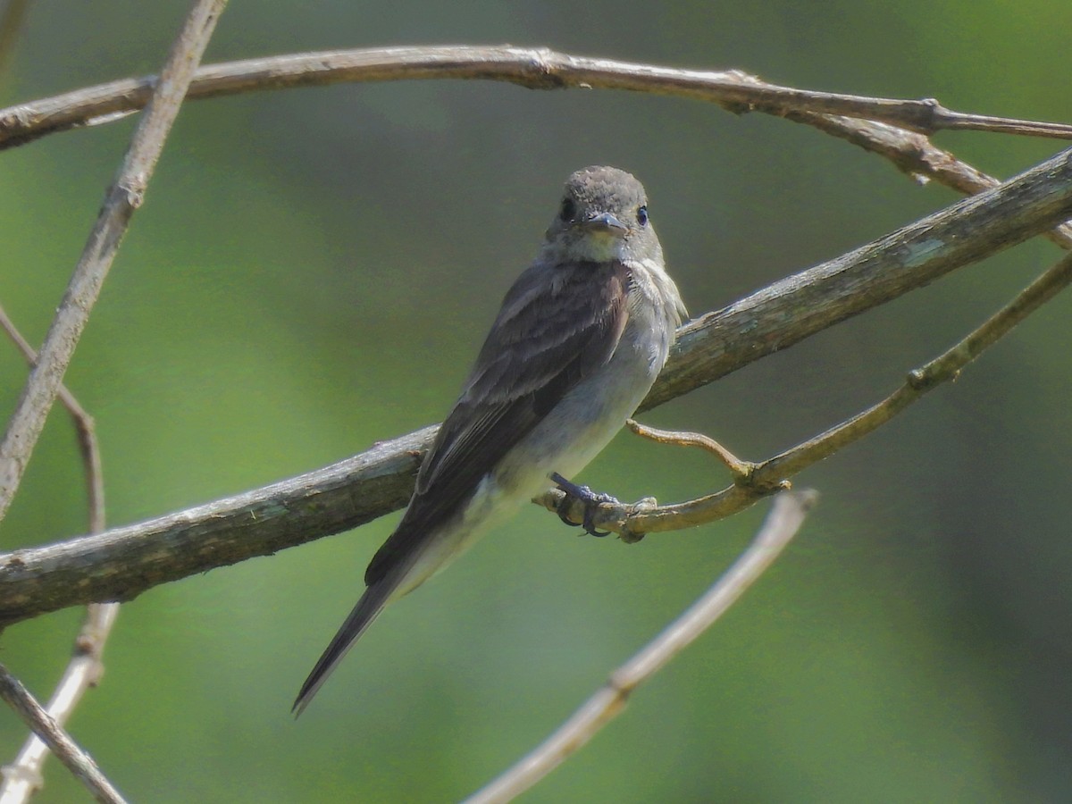 Western Wood-Pewee - ML624218051