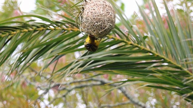 Southern Masked-Weaver - ML624218059