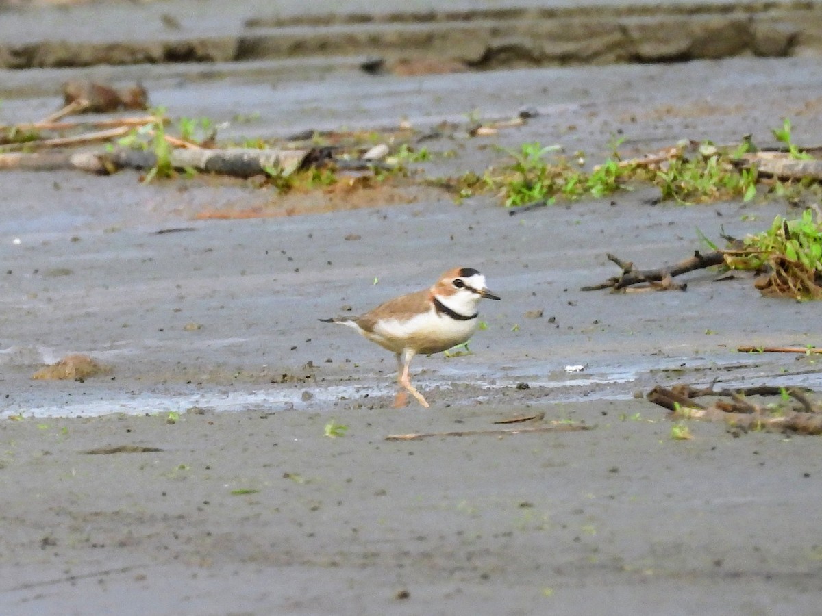 Collared Plover - ML624218077