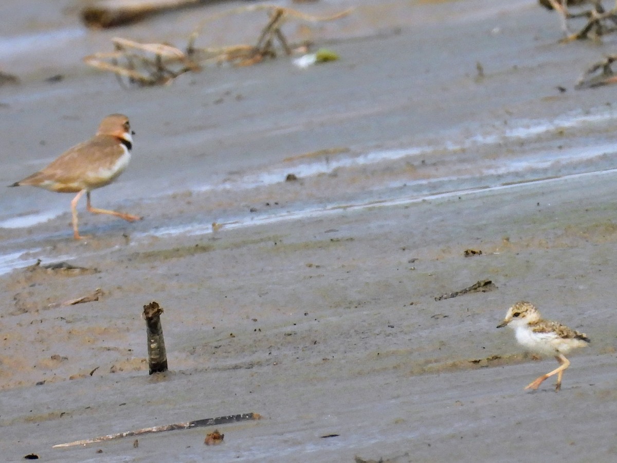 Collared Plover - ML624218078