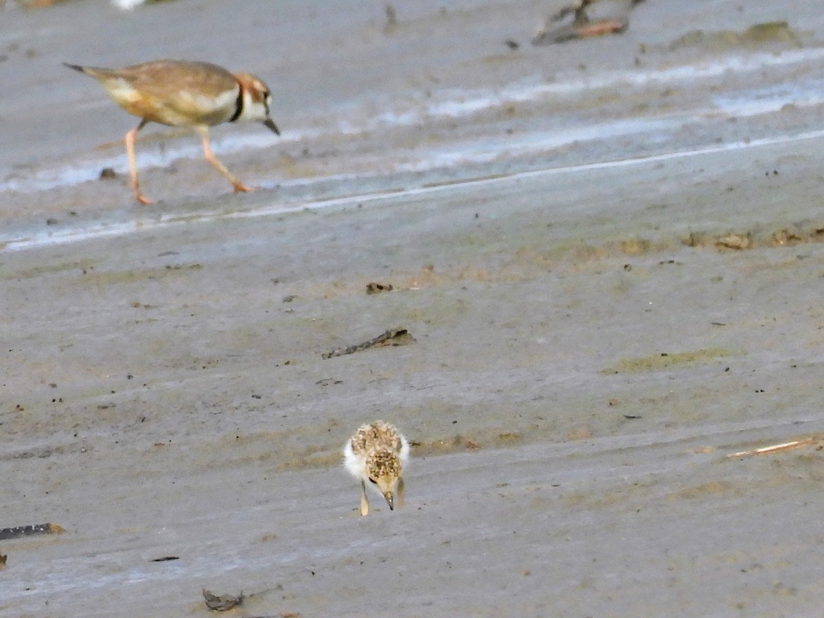 Collared Plover - ML624218079