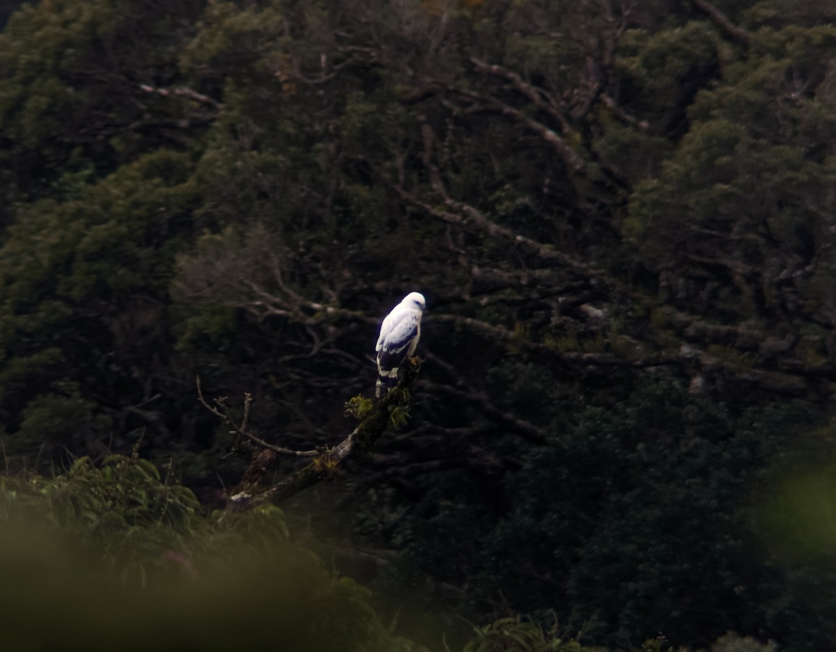 White Hawk - David Madrigal