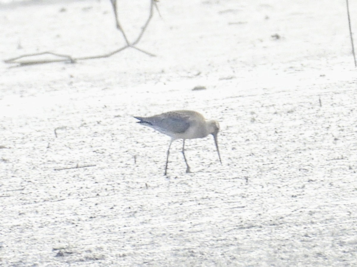 Hudsonian Godwit - ML624218095