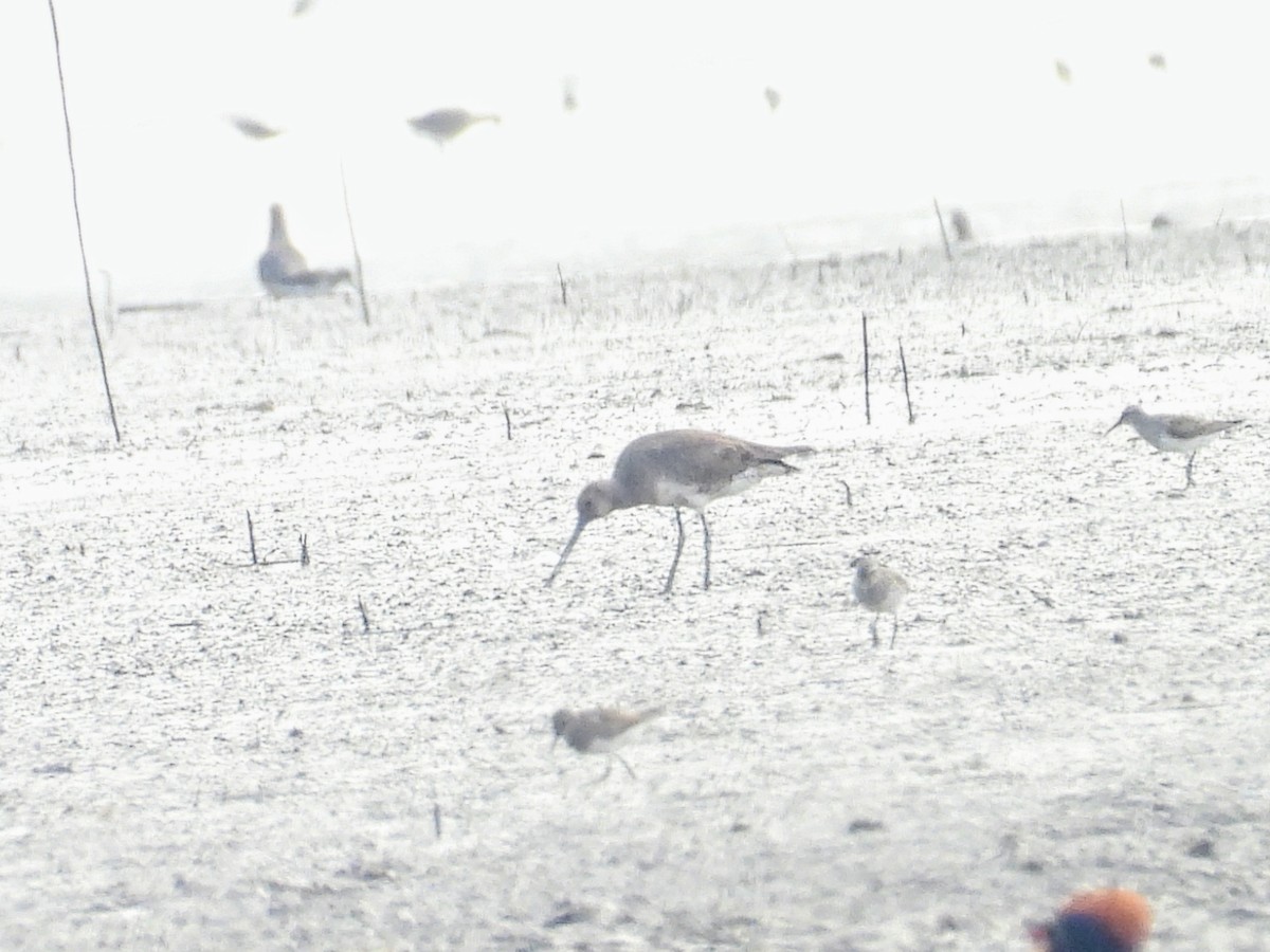 Hudsonian Godwit - ML624218096