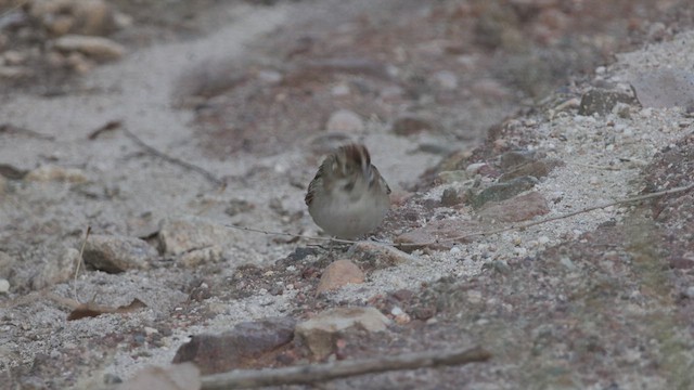 Lark Sparrow - ML624218108