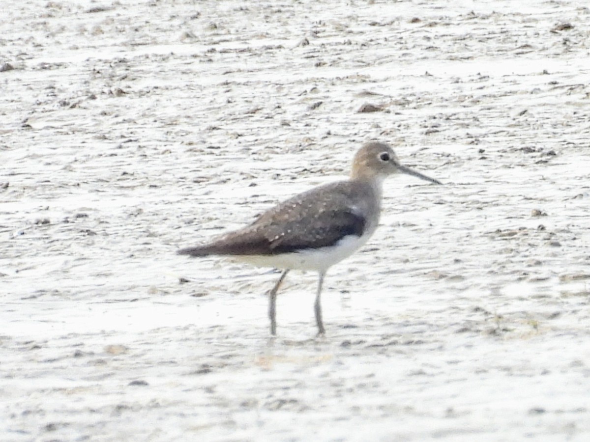 Solitary Sandpiper - ML624218126