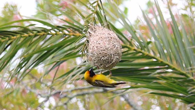 Southern Masked-Weaver - ML624218130