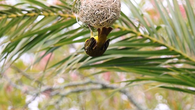 Southern Masked-Weaver - ML624218144