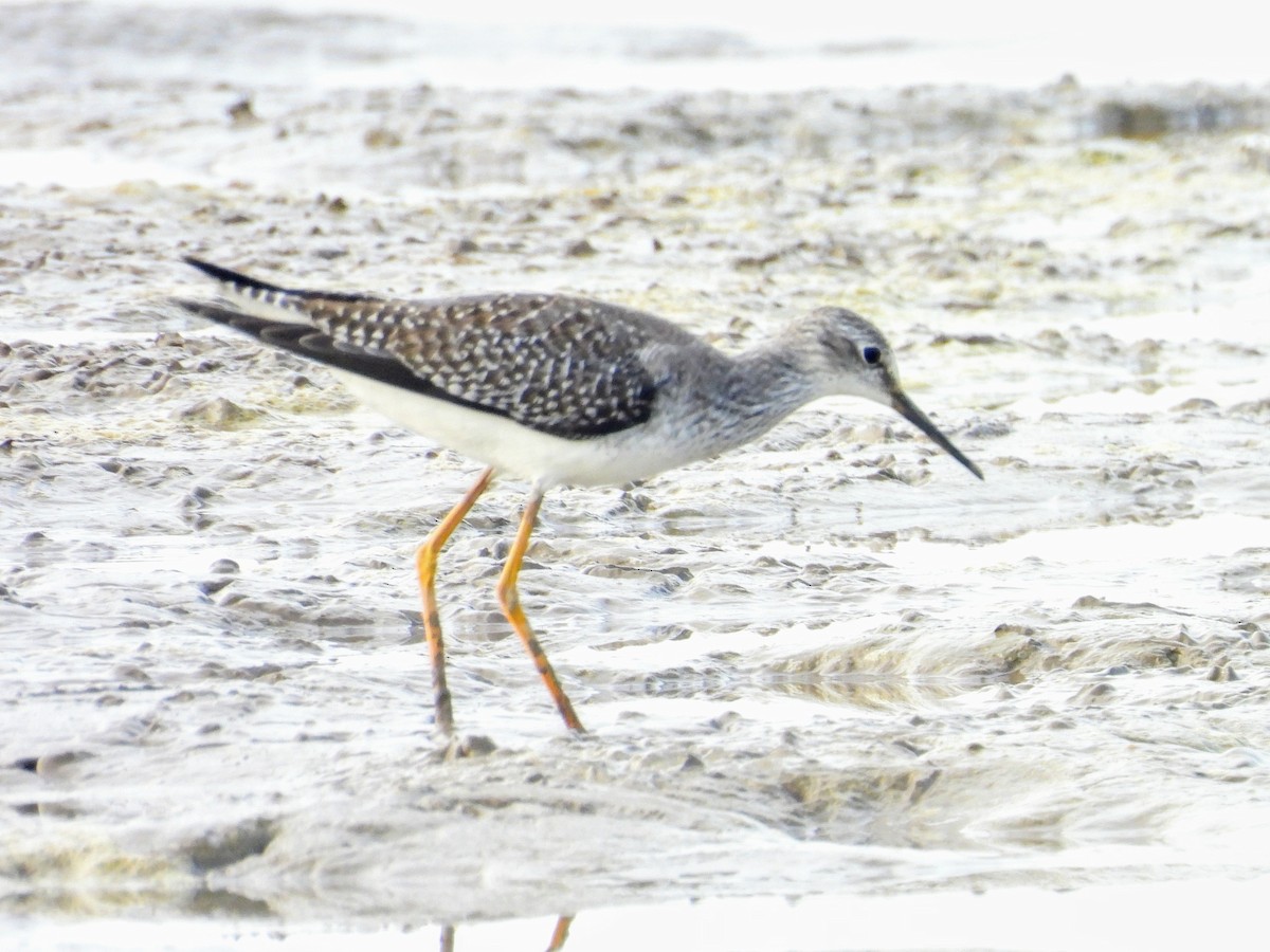 Lesser Yellowlegs - ML624218149