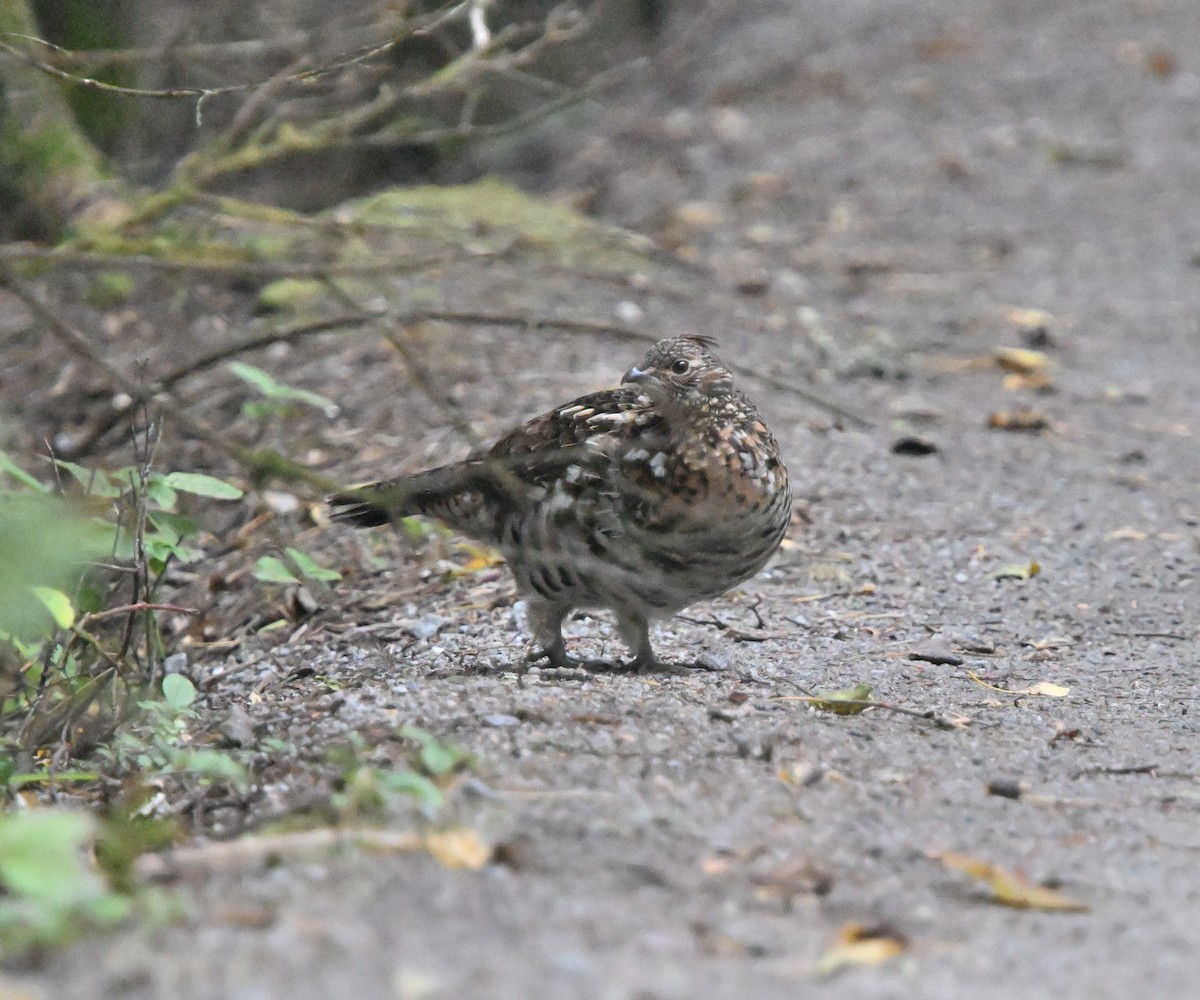 Ruffed Grouse - ML624218156