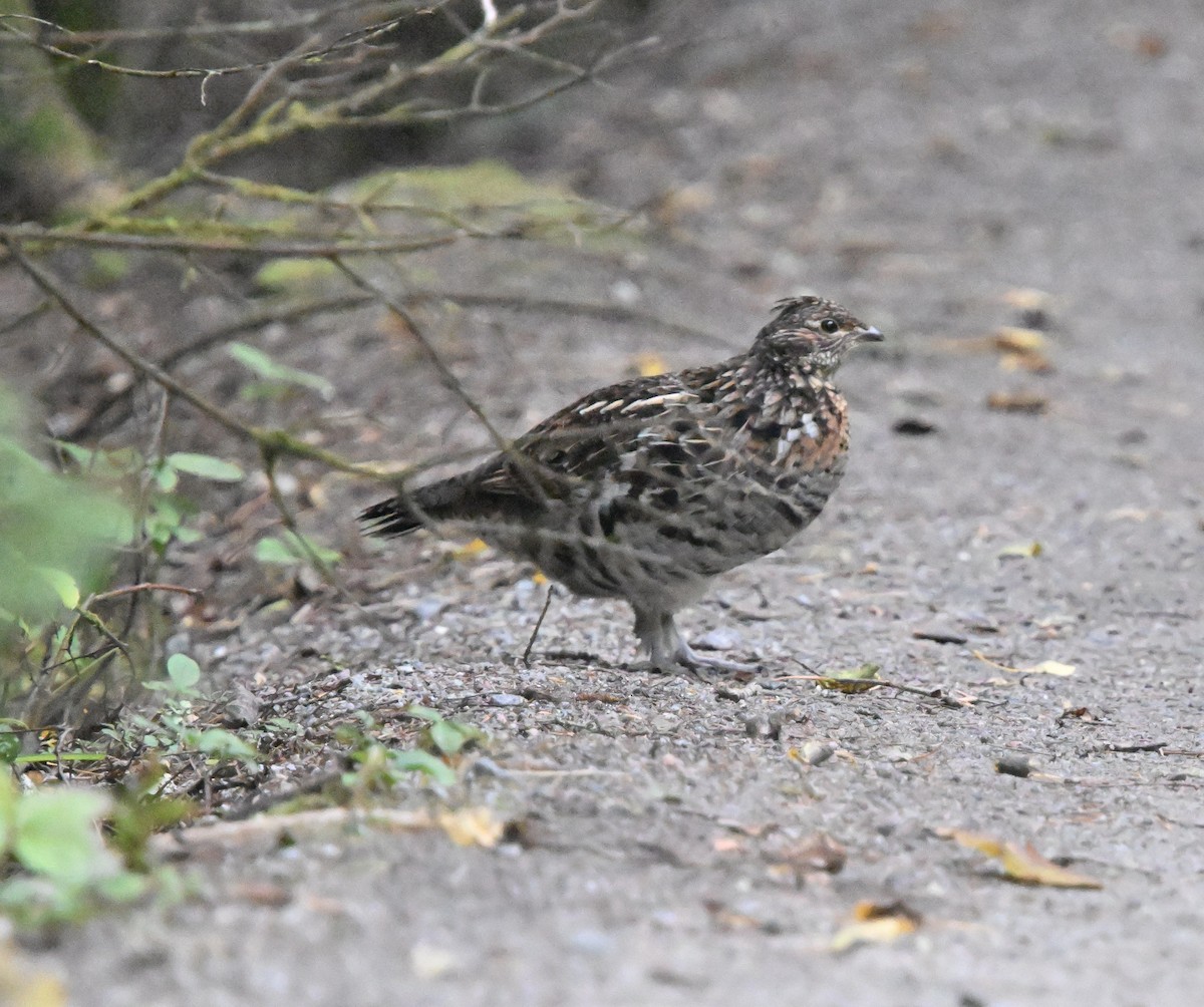 Ruffed Grouse - ML624218157