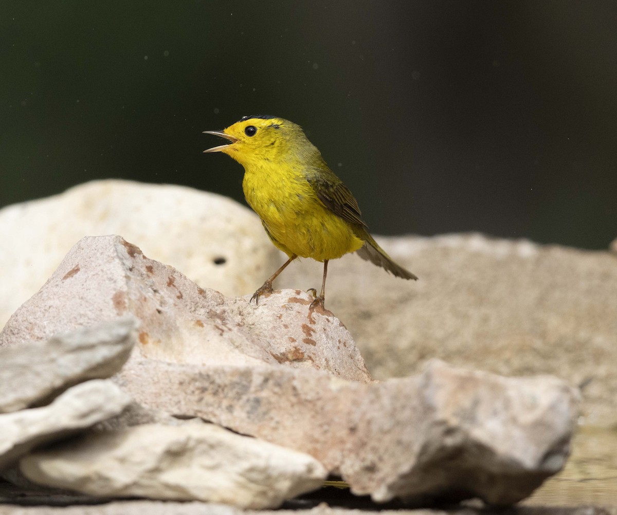 Wilson's Warbler - ML624218165