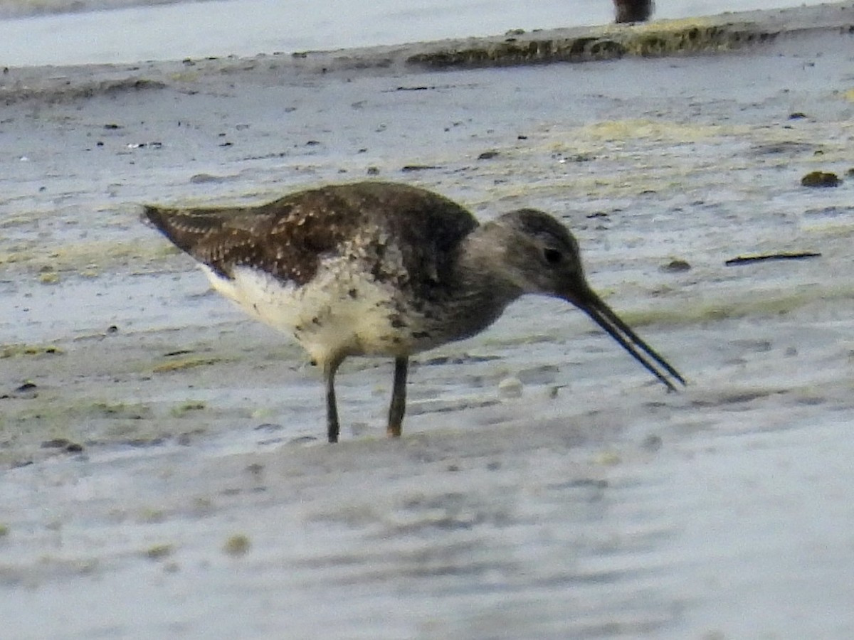 Greater Yellowlegs - ML624218174