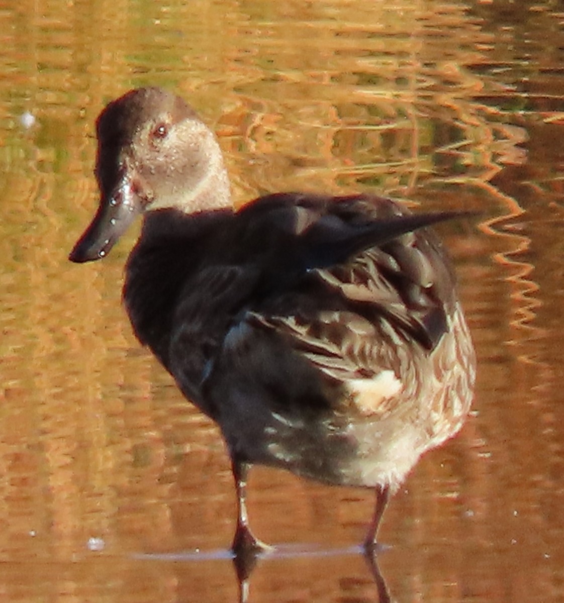 Blue-winged/Cinnamon Teal - ML624218175