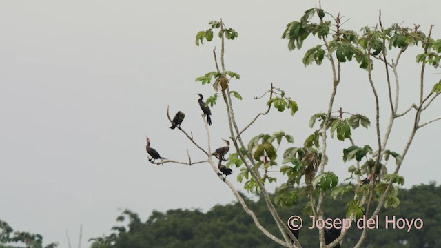 Neotropic Cormorant - ML624218178